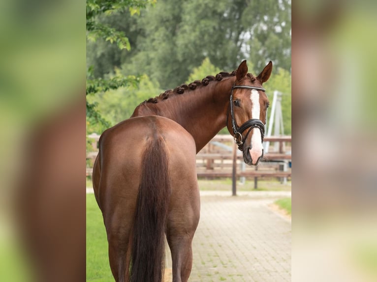 KWPN Klacz 5 lat 173 cm Ciemnokasztanowata in GROTE-BROGEL