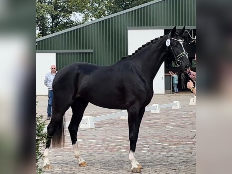 KWPN Klacz 5 lat 174 cm Kara in Broekhuizenvorst