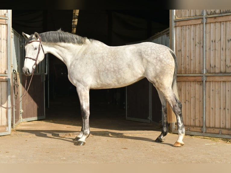 KWPN Klacz 5 lat 174 cm Siwa in Geilenkirchen