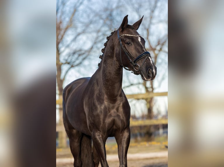 KWPN Mix Klacz 6 lat 154 cm Ciemnokasztanowata in Poeldijk