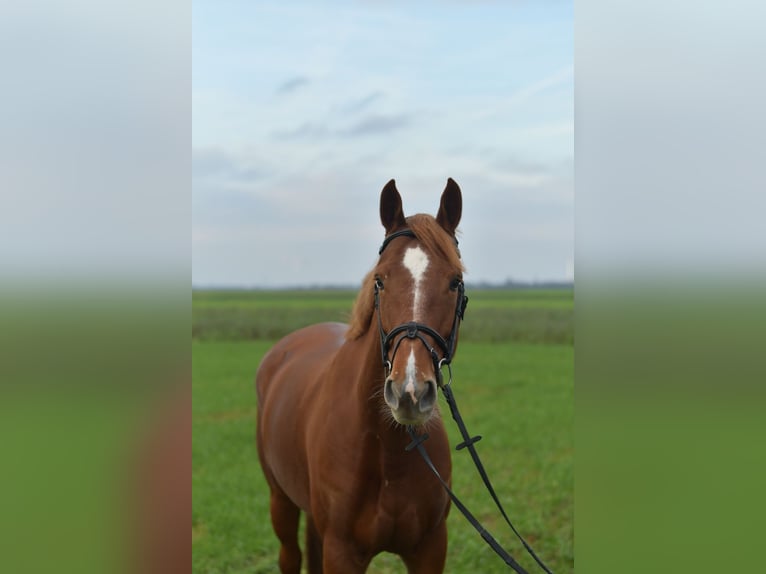 KWPN Klacz 6 lat 160 cm Cisawa in Geilenkirchen