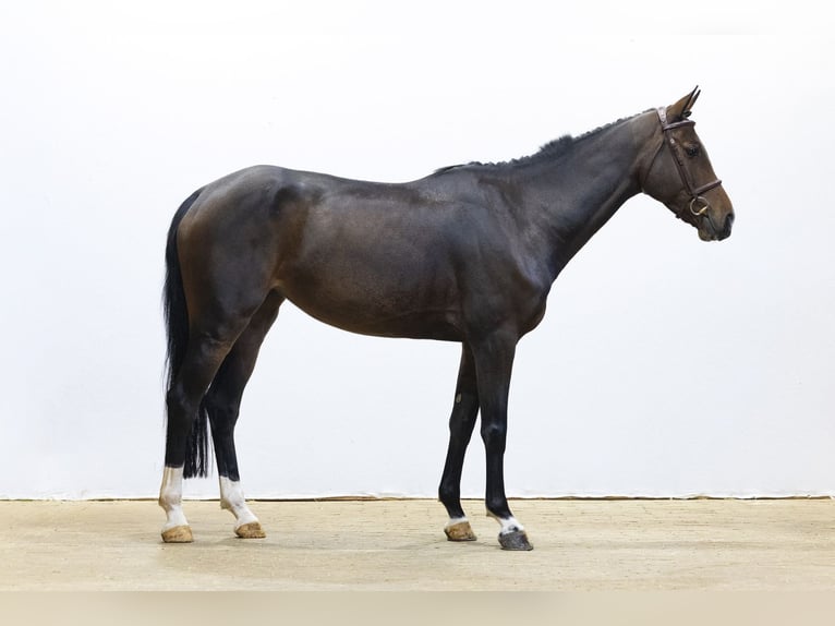 KWPN Klacz 6 lat 161 cm Gniada in Waddinxveen