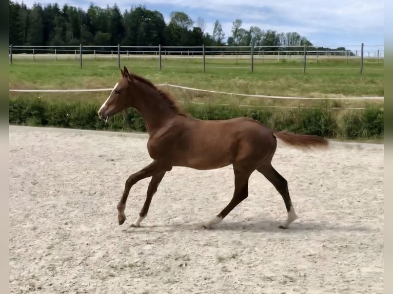 KWPN Klacz 6 lat 161 cm Kasztanowata in Aachen