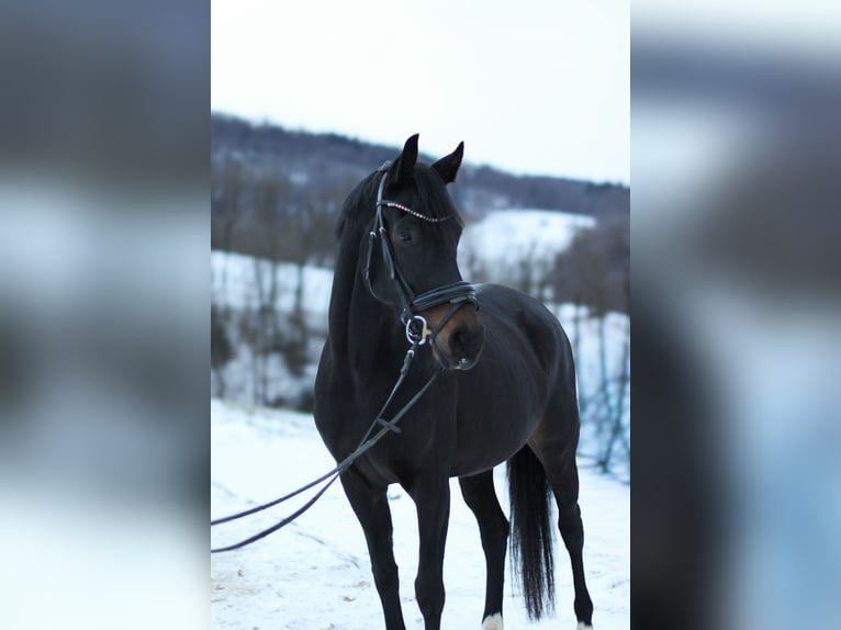 KWPN Klacz 6 lat 163 cm Skarogniada in Freiburg im Breisgau