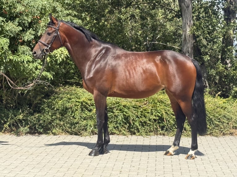 KWPN Klacz 6 lat 165 cm Ciemnogniada in Lengdorf