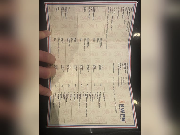 KWPN Klacz 6 lat 165 cm Gniada in Giessenburg