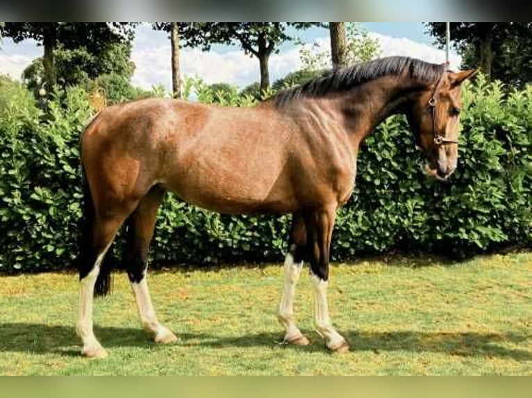 KWPN Klacz 6 lat 165 cm Gniada in Königsbach-Stein