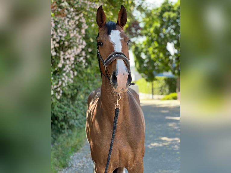 KWPN Klacz 6 lat 165 cm Gniada in Königsbach-Stein