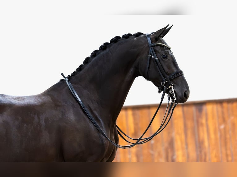KWPN Klacz 6 lat 165 cm Kara in Kwadijk