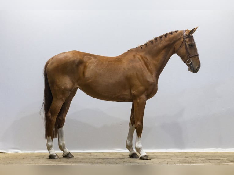 KWPN Klacz 6 lat 167 cm in Waddinxveen