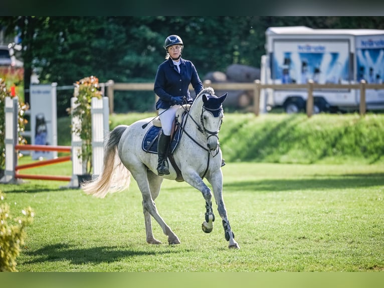 KWPN Klacz 6 lat 167 cm Siwa in Uster