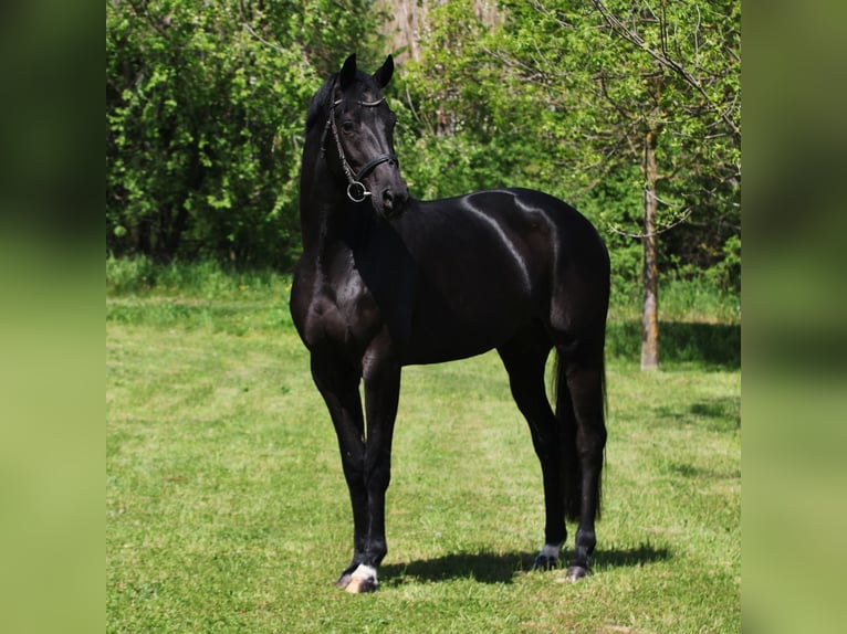 KWPN Klacz 6 lat 168 cm Kara in Alsóörs