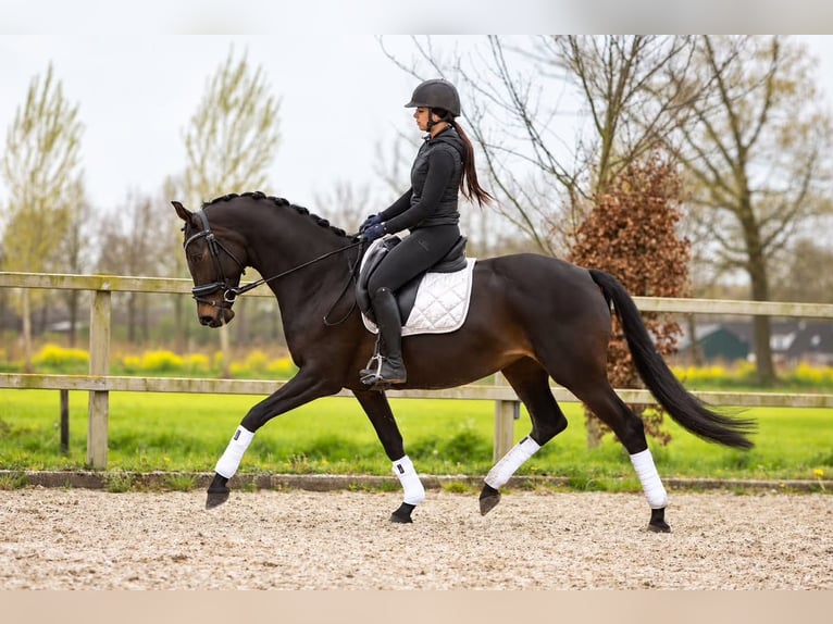 KWPN Klacz 6 lat 168 cm Skarogniada in Nettersheim