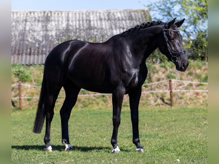 KWPN Klacz 6 lat 168 cm Skarogniada in Denekamp