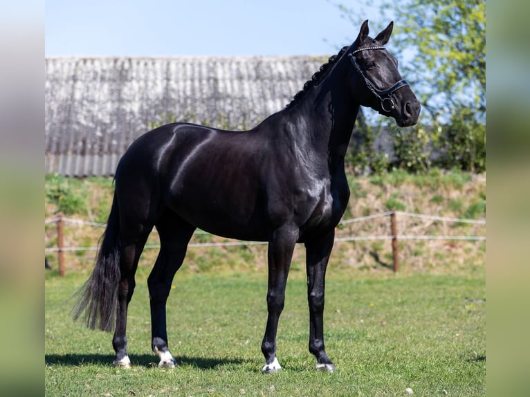 KWPN Klacz 6 lat 168 cm Skarogniada in Denekamp