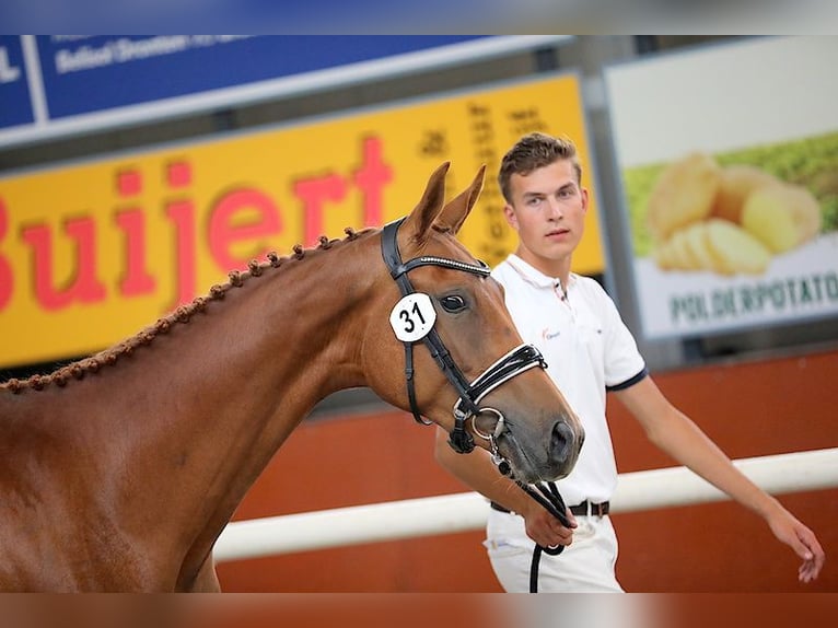 KWPN Klacz 6 lat 169 cm Kasztanowata in Swifterbant