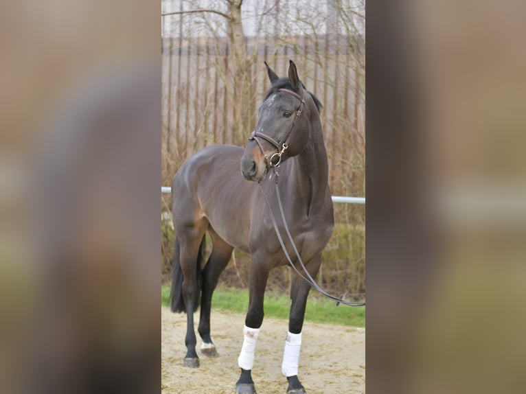 KWPN Klacz 6 lat 170 cm Ciemnogniada in Geilenkirchen