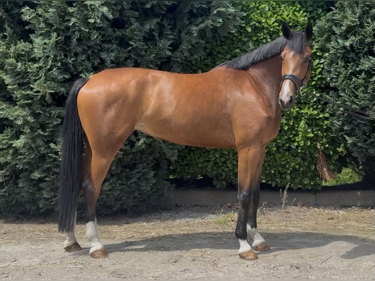 KWPN Klacz 6 lat 170 cm Gniada in Oud Gastel