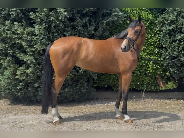 KWPN Klacz 6 lat 170 cm Gniada in Oud Gastel