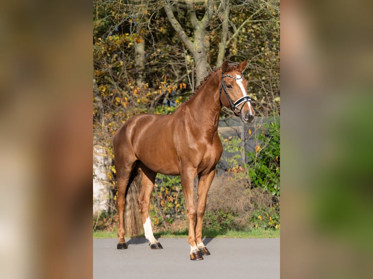 KWPN Klacz 6 lat 170 cm Kasztanowata in Oosterhout