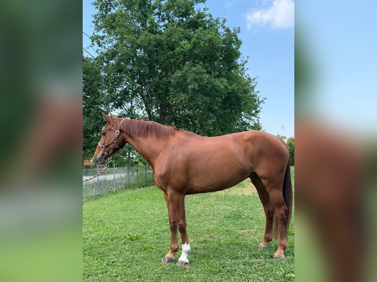KWPN Klacz 6 lat 170 cm Kasztanowata in ARGENTA