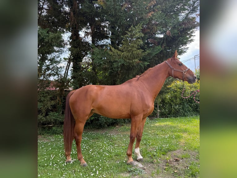 KWPN Klacz 6 lat 170 cm Kasztanowata in ARGENTA
