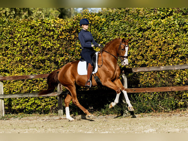 KWPN Klacz 6 lat 170 cm Kasztanowata in Spijk