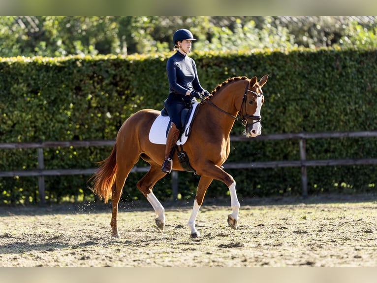 KWPN Klacz 6 lat 170 cm Kasztanowata in Spijk