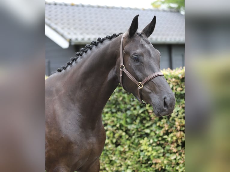 KWPN Klacz 6 lat 172 cm Kara in Zieuwent