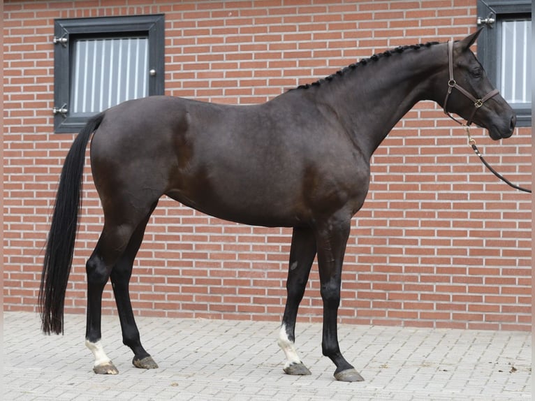 KWPN Klacz 6 lat 172 cm Kara in Zieuwent