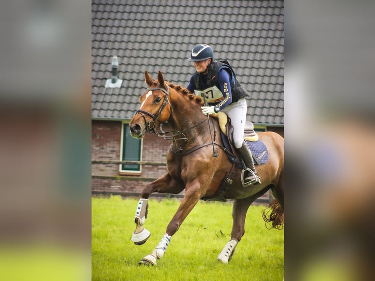 KWPN Klacz 6 lat 172 cm Kasztanowata in Nijkerk