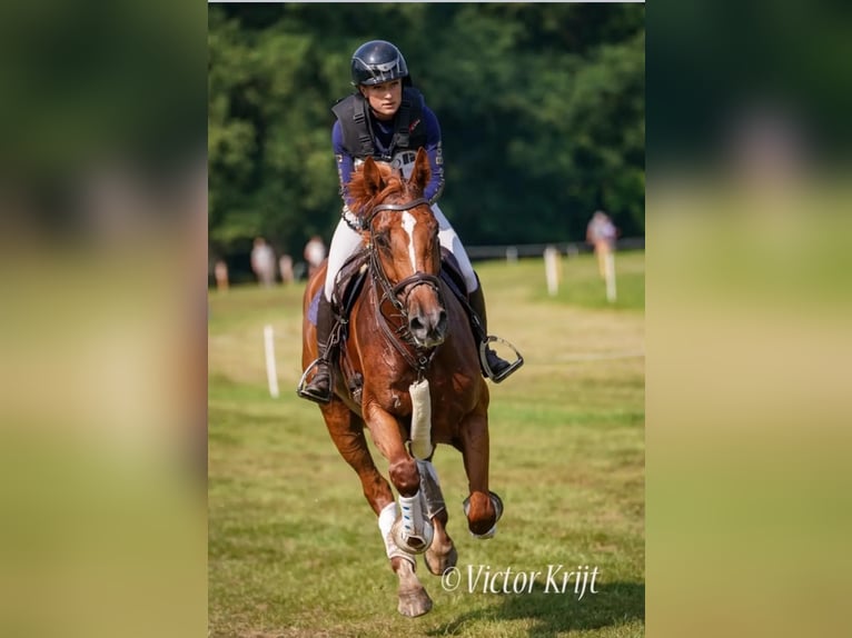 KWPN Klacz 6 lat 172 cm Kasztanowata in Nijkerk