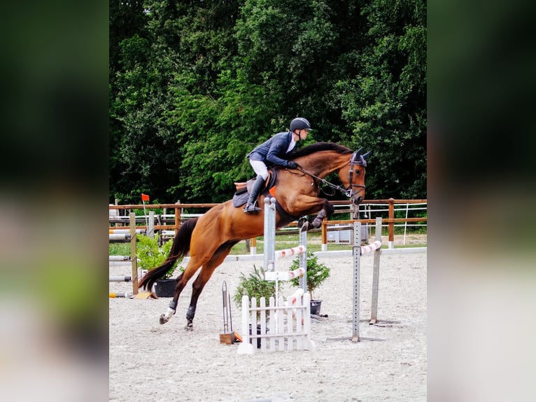KWPN Klacz 6 lat 173 cm Gniada in Stadskanaal