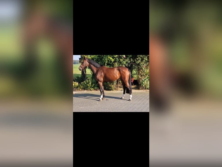 KWPN Klacz 6 lat 173 cm Gniada in Zielona G&#xF3;ra