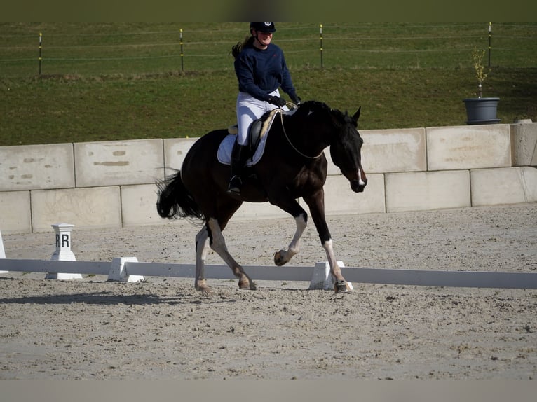 KWPN Klacz 6 lat 174 cm Srokata in Nettersheim