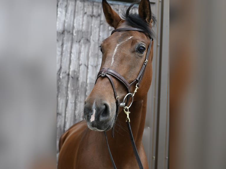 KWPN Klacz 6 lat 175 cm Gniada in Geilenkirchen