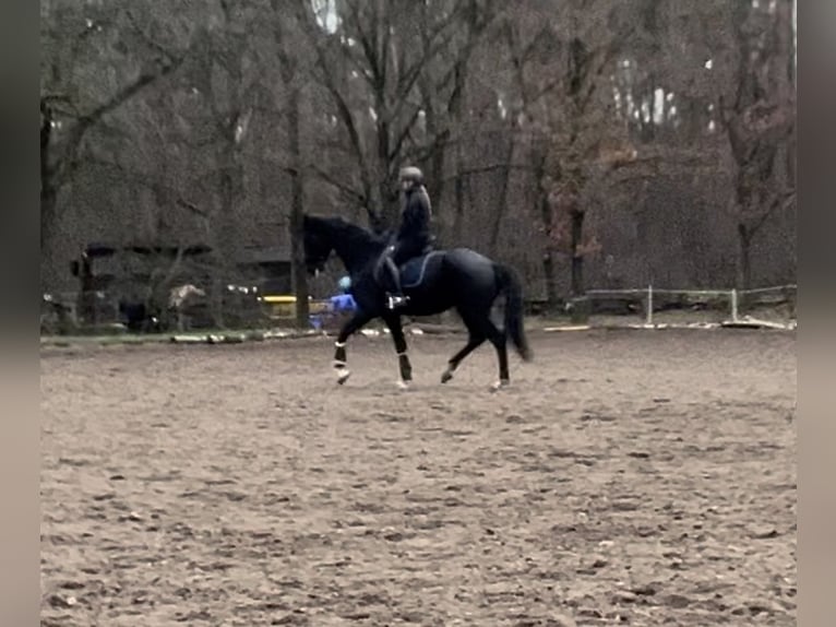 KWPN Klacz 6 lat 175 cm Kara in Berlin