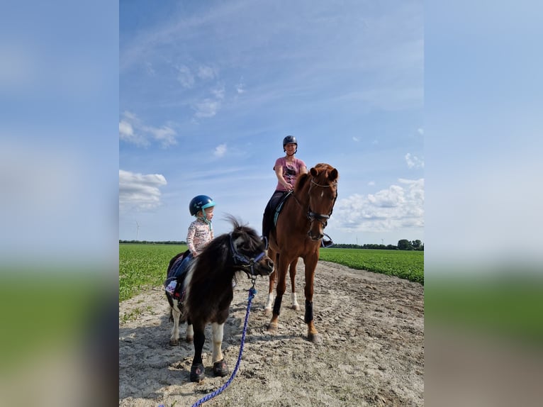 KWPN Klacz 6 lat 175 cm Kasztanowata in Slootdorp