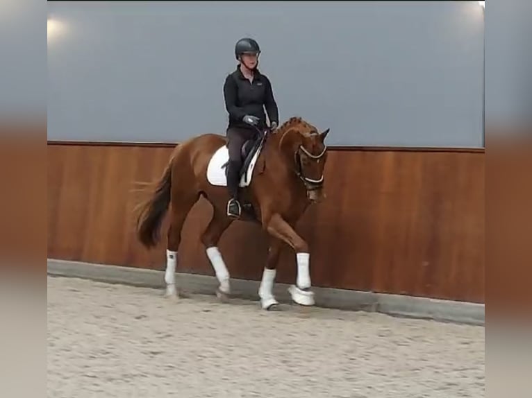 KWPN Klacz 6 lat 175 cm Kasztanowata in Slootdorp