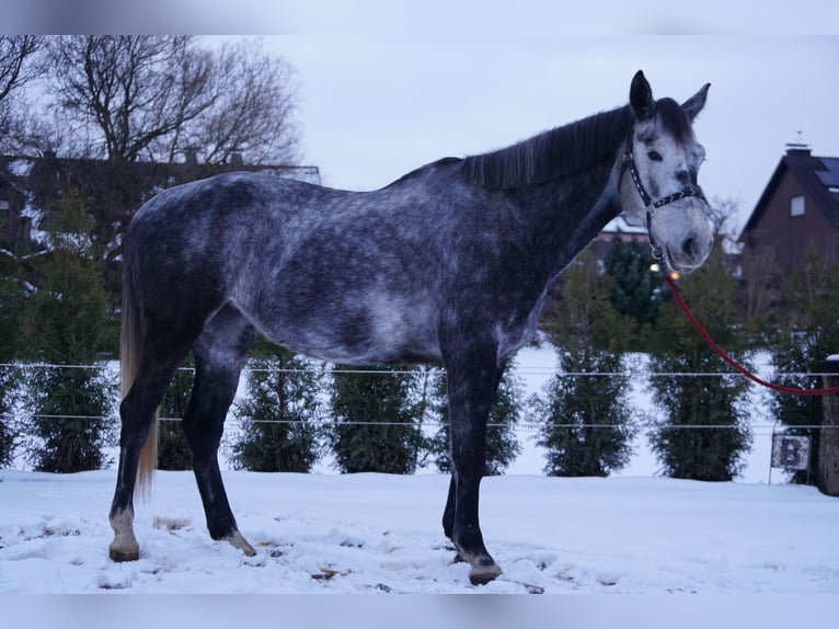 KWPN Klacz 6 lat 175 cm Siwa in Moers