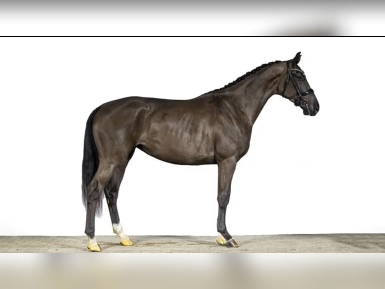 KWPN Klacz 6 lat 180 cm Kara in Niederkassel