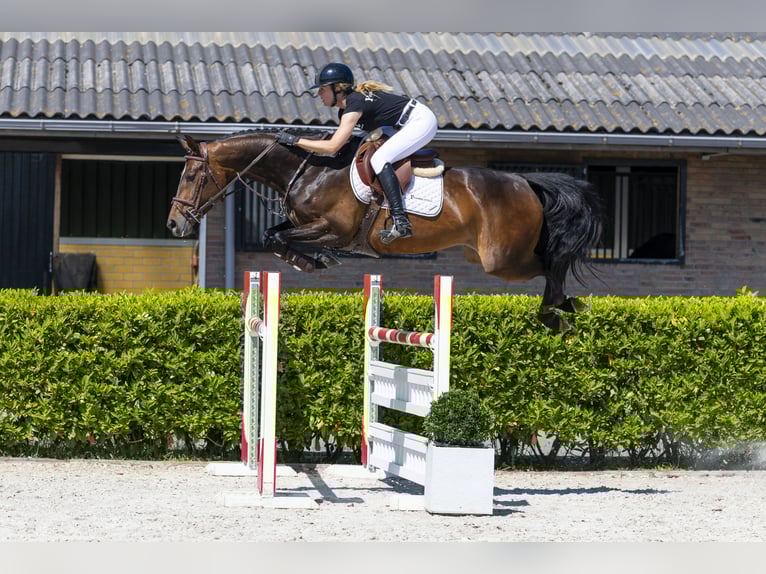 KWPN Klacz 6 lat in Waddinxveen