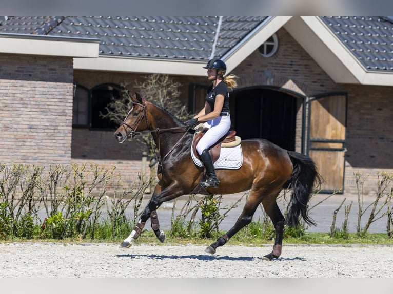 KWPN Klacz 6 lat in Waddinxveen