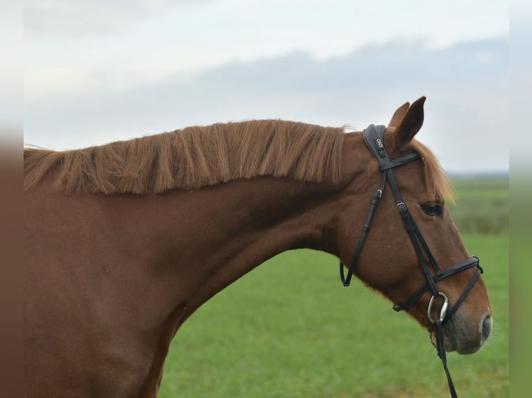 KWPN Klacz 7 lat 160 cm Cisawa in Geilenkirchen