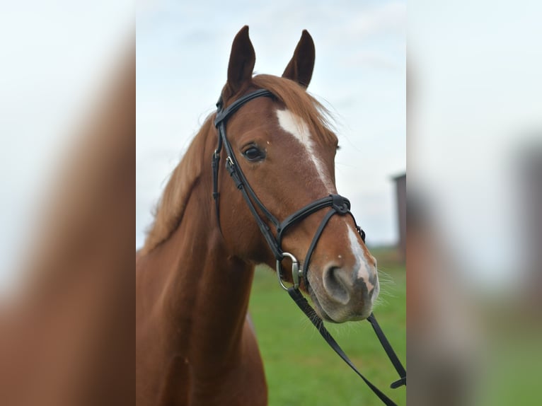 KWPN Klacz 7 lat 160 cm Cisawa in Geilenkirchen