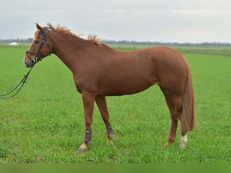 KWPN Klacz 7 lat 160 cm Cisawa in Geilenkirchen