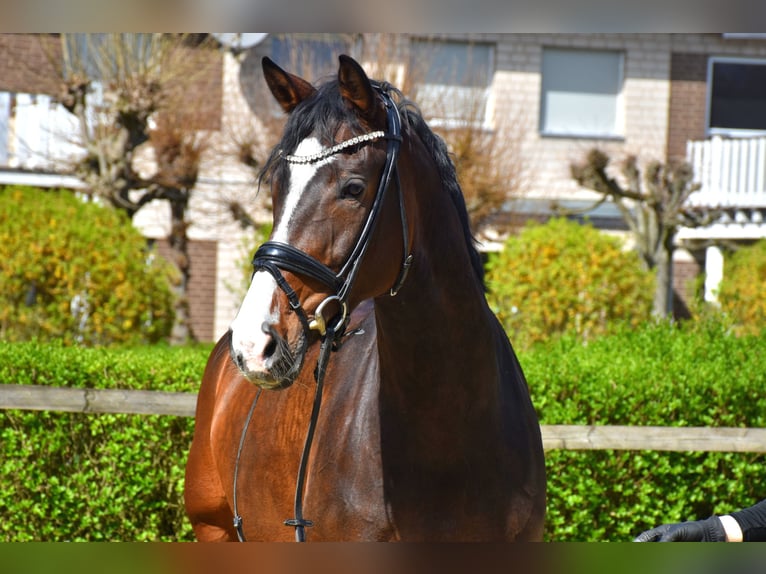 KWPN Klacz 7 lat 163 cm  in Neuss