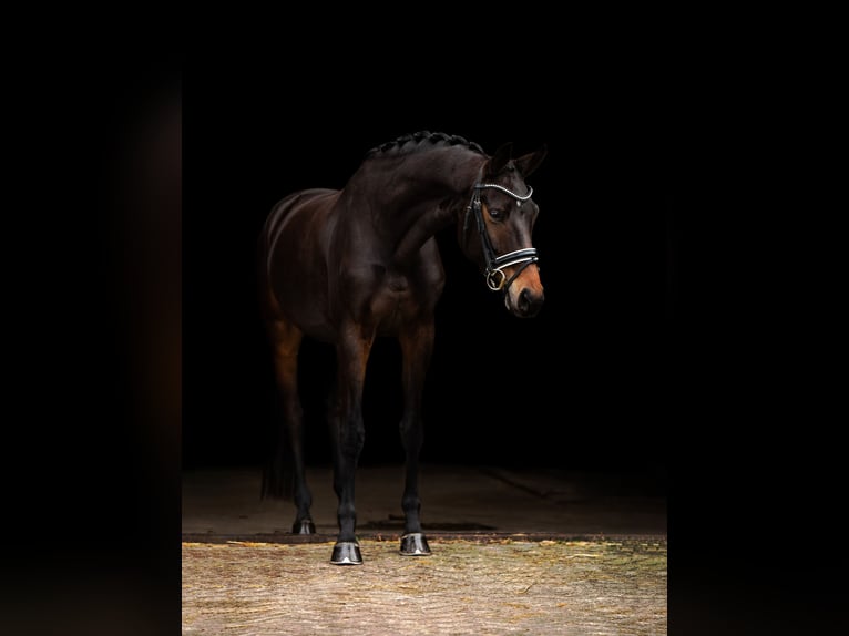 KWPN Klacz 7 lat 163 cm Skarogniada in Nieuwlande