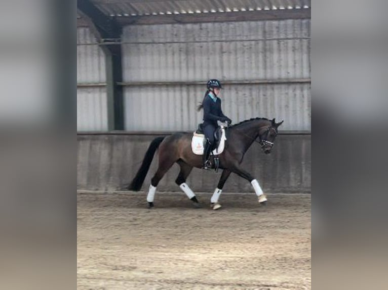 KWPN Klacz 7 lat 163 cm Skarogniada in Nieuwlande