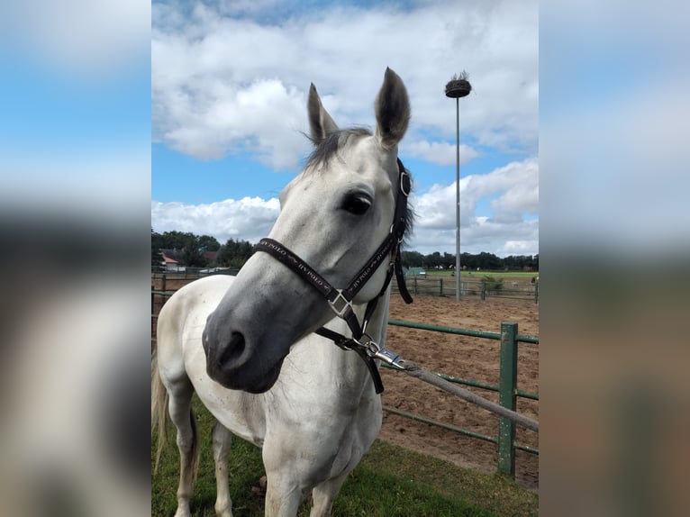 KWPN Klacz 7 lat 164 cm Siwa in Steinhöfel OT Behlendorf